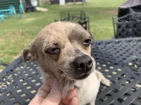 Luna. , a female Chihuahua for sale in Lucedale, MS – Photo 1 of 7