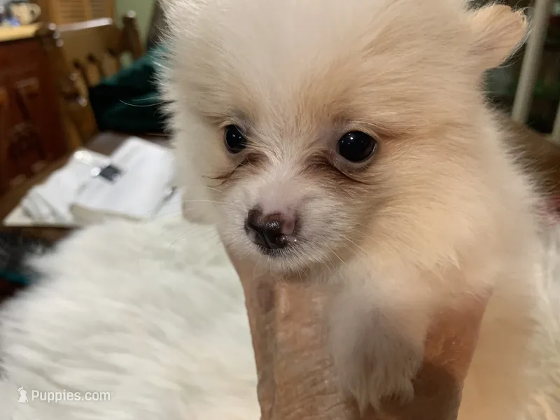 Leon t cup – Pomeranian puppy for sale in Lucedale, MS