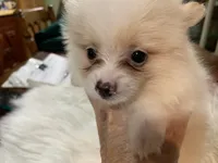 Leon t cup, a male Pomeranian for sale in Lucedale, MS – 1 of 10