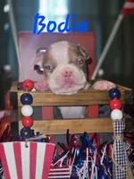 Brody, a male Boston Terrier for sale in Lucedale, MS – 1 of 1