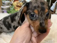 Lucy smooth coat, a female Miniature Dachshund for sale in Lucedale, MS – 3 of 9