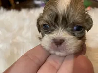 Carmel, a female Shih Tzu for sale in Lucedale, MS – 2 of 7