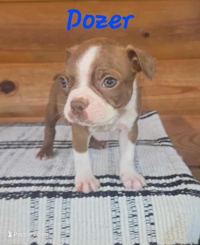 Dozer – Boston Terrier puppy for sale in Lucedale, MS