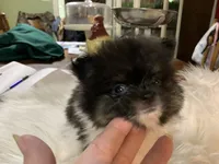 Rambo t/cup, a male Pomeranian for sale in Lucedale, MS – 4 of 10