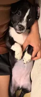 Chica, a female Australian Cattle Dog and Cavalier King Charles Spaniel for sale in Roswell, GA – 1 of 4