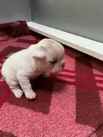 female4, a female French Bulldog for sale in Phoenix, AZ – Photo 1 of 3