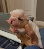 female4, a female French Bulldog for sale in Phoenix, AZ – Photo 3 of 3