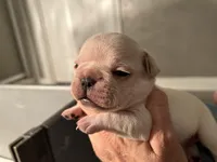 Female2, a female French Bulldog for sale in Phoenix, AZ – Photo 3 of 3