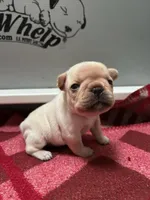 Female2, a female French Bulldog for sale in Phoenix, AZ – Photo 1 of 3