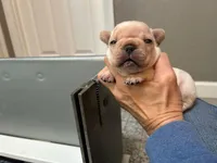 Female1, a female French Bulldog for sale in Phoenix, AZ – Photo 2 of 3