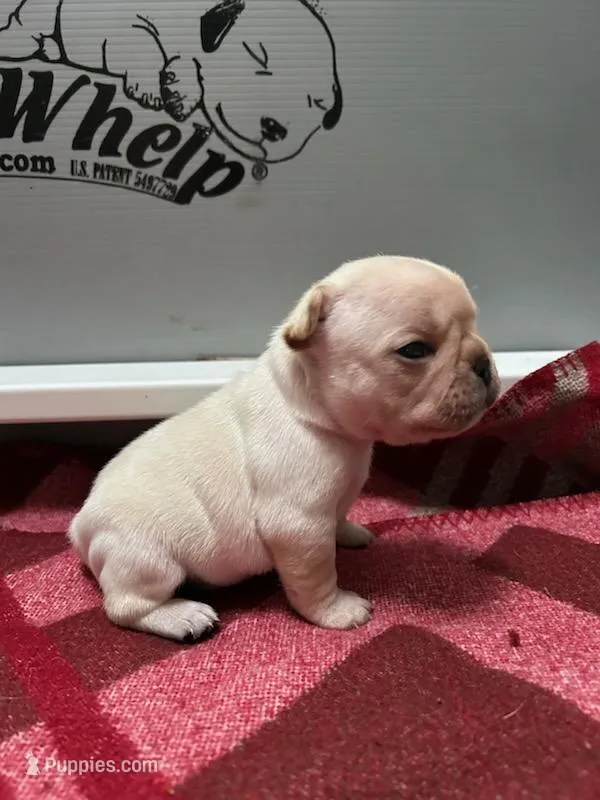 Female1, a female French Bulldog for sale in Phoenix, AZ – Photo 1 of 3