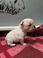 Female1, a female French Bulldog for sale in Phoenix, AZ – Photo 1 of 3