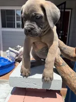 Cane Corso Formentino female , a female Cane Corso for sale in Pittsburg, CA – 6 of 7