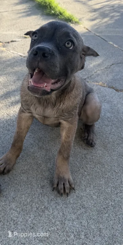Cane Corso Formentino Female  – Cane Corso puppy for sale in Pittsburg, CA