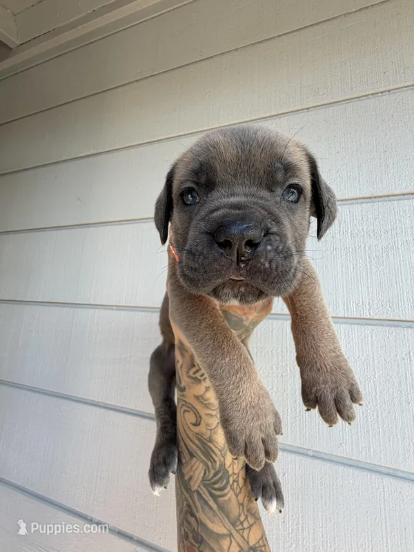 Formentino female  – Cane Corso puppy for sale in Pittsburg, CA