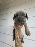 Formentino female , a female Cane Corso for sale in Pittsburg, CA – Photo 1 of 5