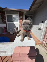 Formentino female , a female Cane Corso for sale in Pittsburg, CA – Photo 5 of 5