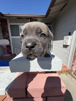 Formentino female , a female Cane Corso for sale in Pittsburg, CA – Photo 3 of 5