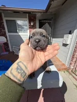 Formentino female , a female Cane Corso for sale in Pittsburg, CA – Photo 4 of 5