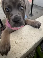 Cane Corso Formentino Female , a female Cane Corso for sale in Pittsburg, CA – 6 of 7