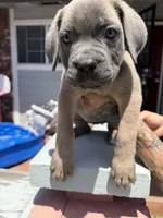 Cane Corso Formentino female , a female Cane Corso for sale in Pittsburg, CA – 4 of 7