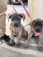 Cane Corso Formentino Female , a female Cane Corso for sale in Pittsburg, CA – 7 of 7