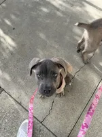 Cane Corso Formentino female , a female Cane Corso for sale in Pittsburg, CA – 6 of 6