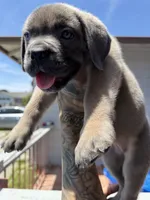 Cane Corso Formentino Female , a female Cane Corso for sale in Pittsburg, CA – 5 of 8
