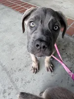 Cane Corso Formentino female , a female Cane Corso for sale in Pittsburg, CA – 5 of 6