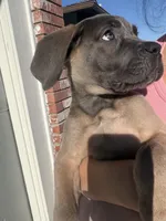 Cane Corso Formentino female , a female Cane Corso for sale in Pittsburg, CA – 2 of 6