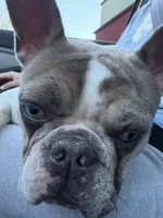 Puppy, a female French Bulldog for sale in Pittsburg, CA – Photo 4 of 4