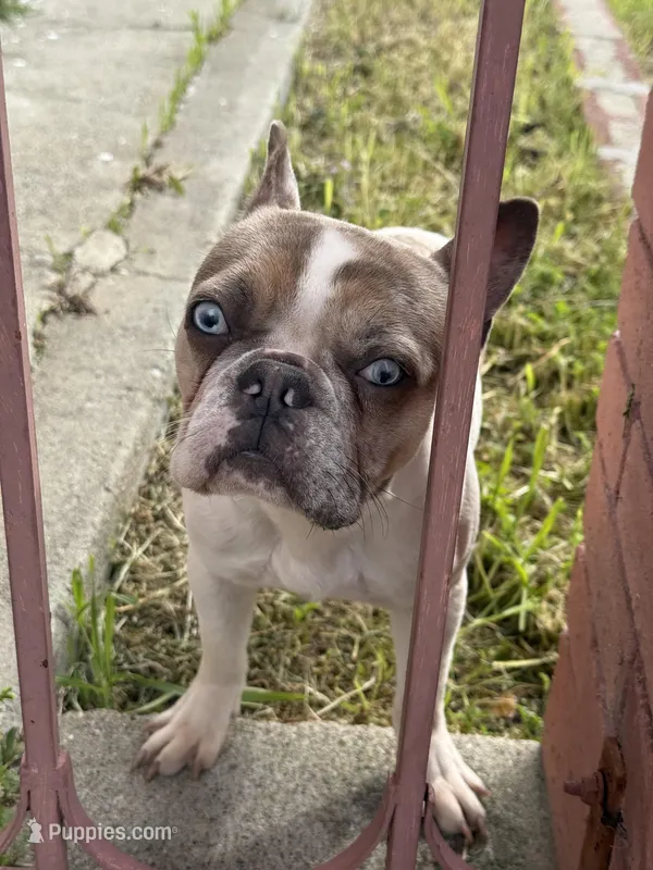 Pied Merle Frenchie  – French Bulldog puppy for sale in Pittsburg, CA