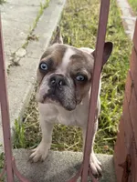 Puppy, a female French Bulldog for sale in Pittsburg, CA – Photo 2 of 3