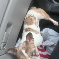 Puppy, a female French Bulldog for sale in Pittsburg, CA – Photo 1 of 3