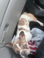 Puppy, a female French Bulldog for sale in Pittsburg, CA – Photo 1 of 4