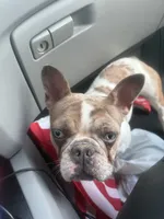 Puppy, a female French Bulldog for sale in Pittsburg, CA – Photo 2 of 4