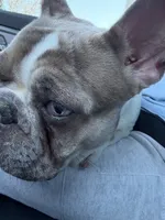 Puppy, a female French Bulldog for sale in Pittsburg, CA – Photo 3 of 4