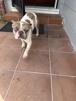 Puppy, a female French Bulldog for sale in Pittsburg, CA – Photo 3 of 3