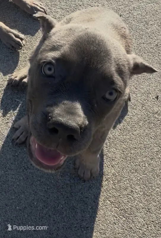 Cane Corso Formentino female  – Cane Corso puppy for sale in Pittsburg, CA