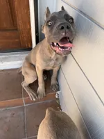 Cane Corso Formentino female , a female Cane Corso for sale in Pittsburg, CA – 6 of 6