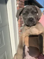 Cane Corso Formentino female , a female Cane Corso for sale in Pittsburg, CA – 3 of 6