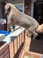 Cane Corso Formentino female , a female Cane Corso for sale in Pittsburg, CA – 7 of 7
