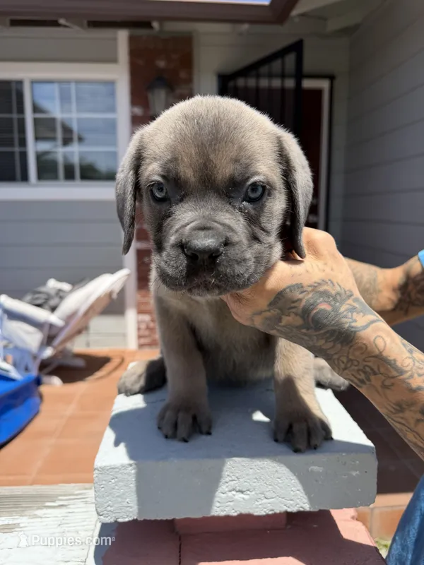 Cane Corso Formentino Female  – Cane Corso puppy for sale in Pittsburg, CA