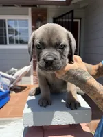 Cane Corso Formentino Female , a female Cane Corso for sale in Pittsburg, CA – 2 of 8