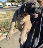 Cane Corso Formentino Female , a female Cane Corso for sale in Pittsburg, CA – 3 of 7