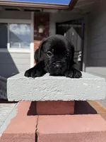 Black Male , a male Cane Corso for sale in Pittsburg, CA – Photo 4 of 6