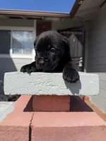 Black Male , a male Cane Corso for sale in Pittsburg, CA – Photo 5 of 6