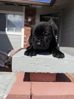 Black Male , a male Cane Corso for sale in Pittsburg, CA – Photo 3 of 6