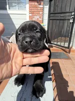 Black Male , a male Cane Corso for sale in Pittsburg, CA – Photo 2 of 6