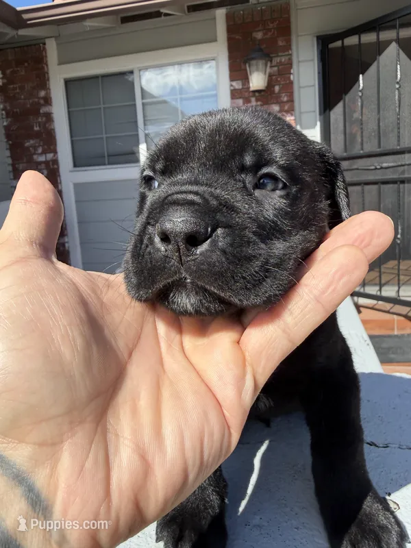 Black Male  – Cane Corso puppy for sale in Pittsburg, CA